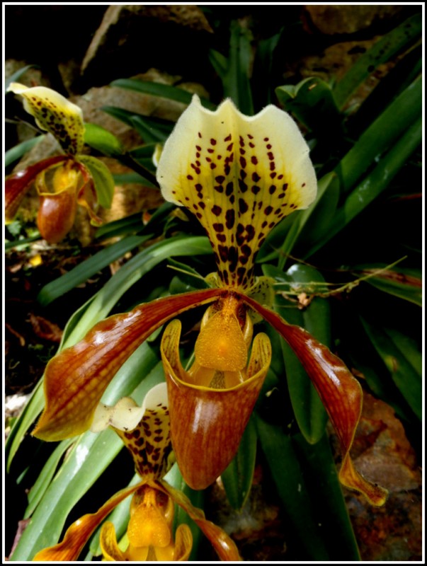 Orquidea 29