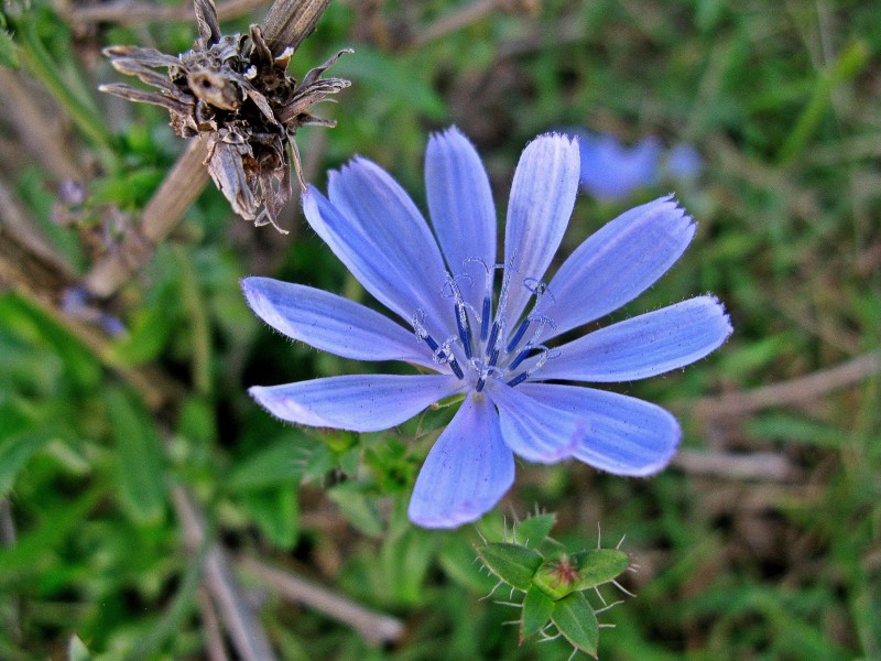 LO CELESTE