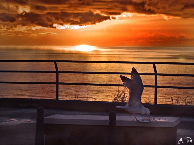 Gaviota al amanecer