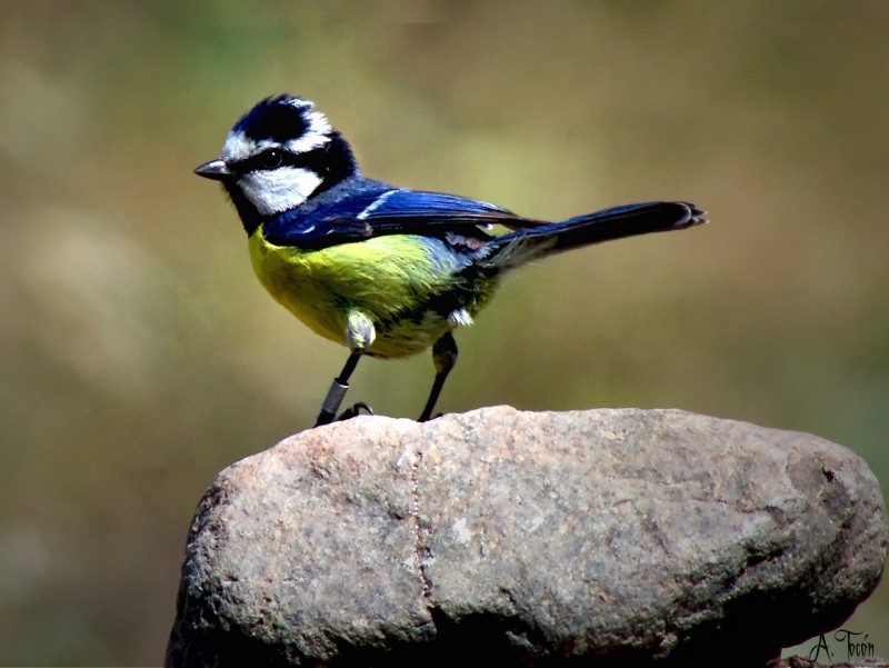 Herrerillo en la piedra