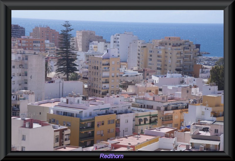 Un cedro ms alto que los edificios que le rodean