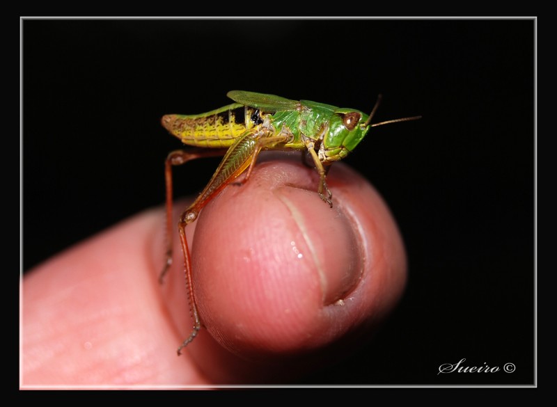 mascota por un momento