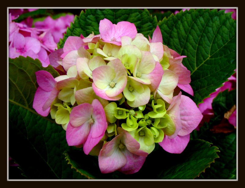 hortensia