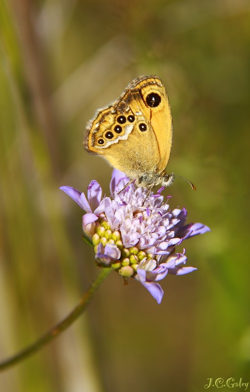 Coenonympha dorus)