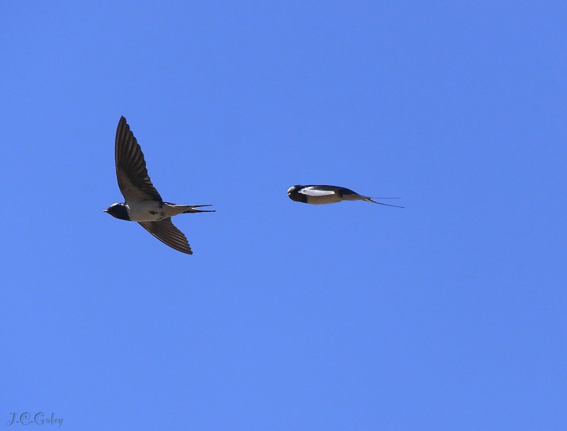 golondrina comun