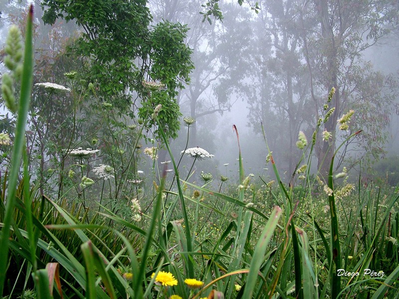 Niebla