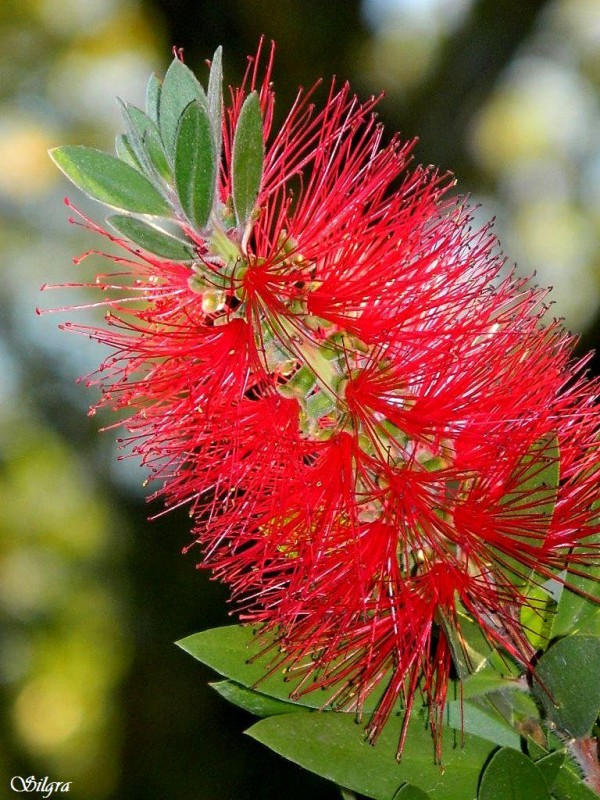 Callistemon/Limpiabiberones