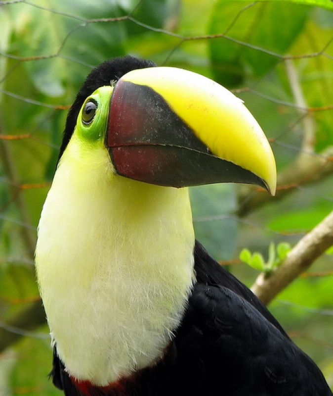 Tucan (Ramphastos Swainsonii)