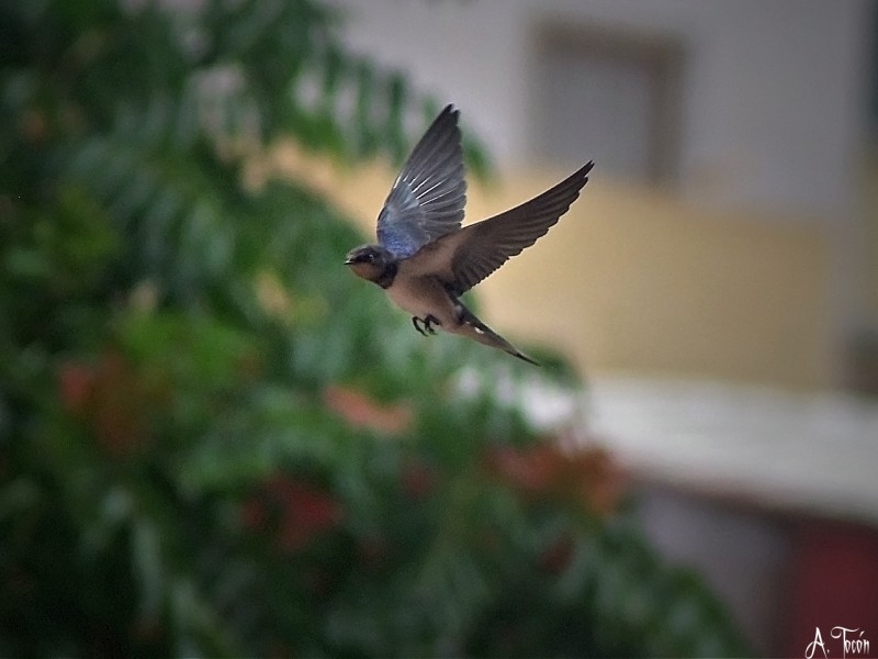 Golondrina al vuelo