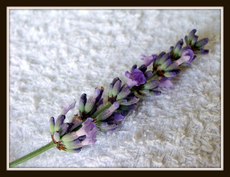 aroma de lavanda