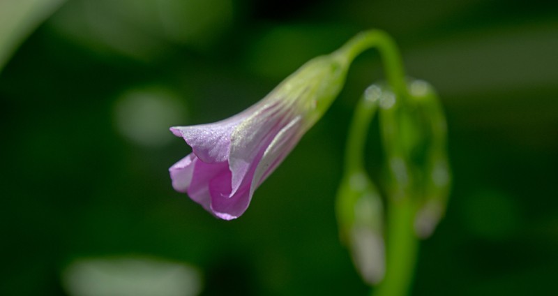 Cabeza de flor