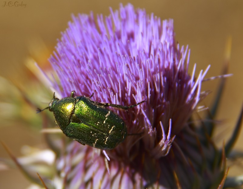 verde sobre rosa