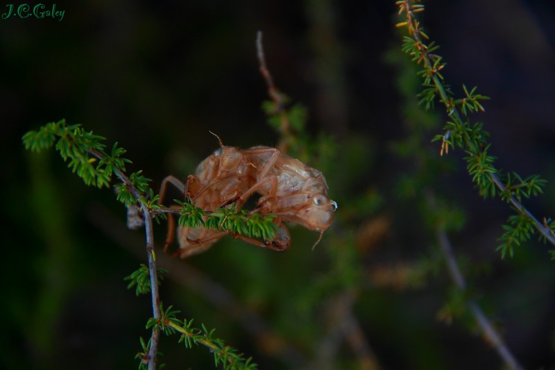 Bambalinas