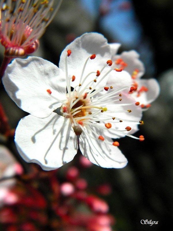 Ciruelo en flor