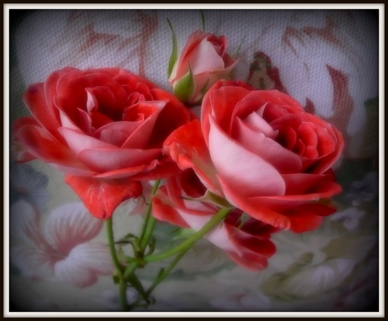 ROSAS