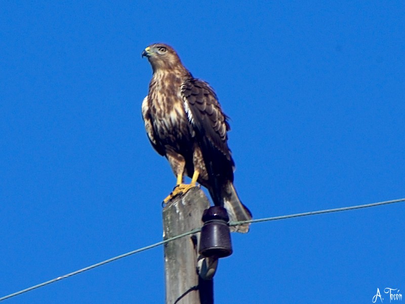 Aguila1