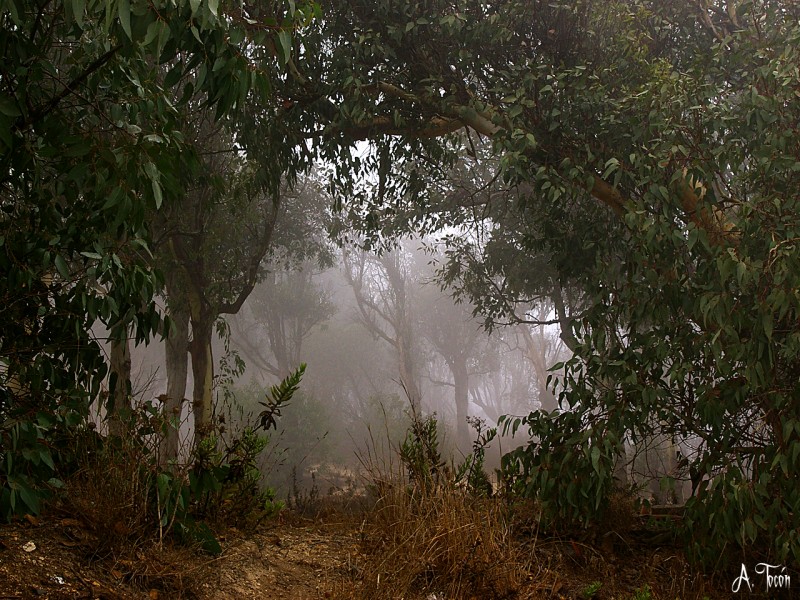 Niebla en el monte