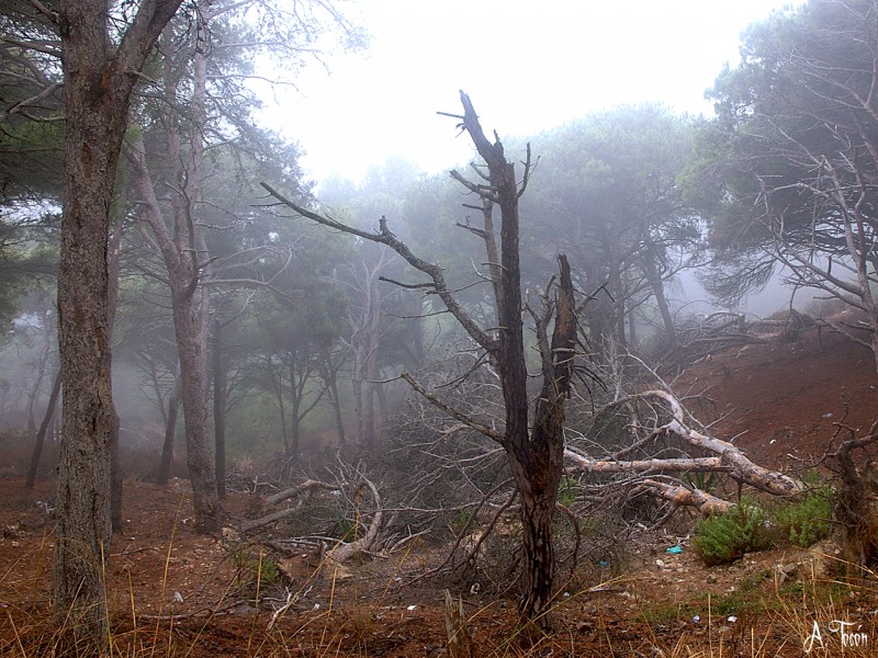 El arbol caido