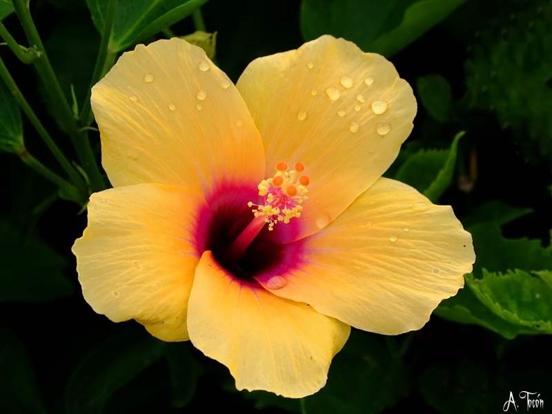 Hibiscus