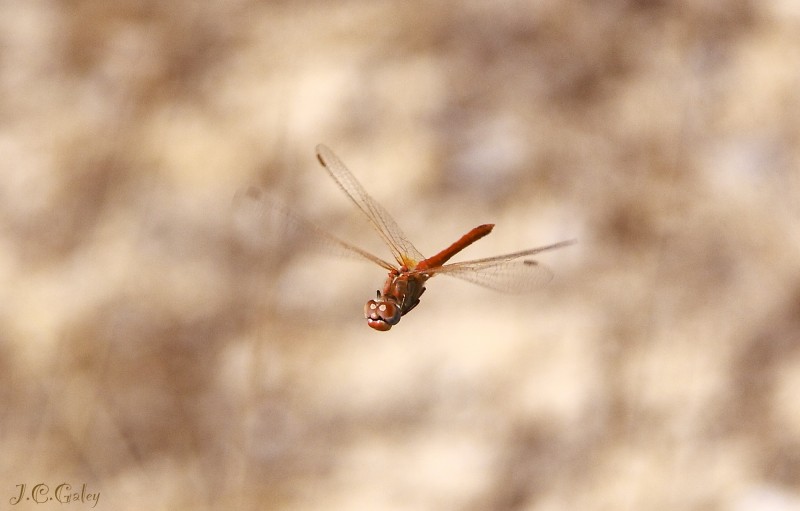 rojo al vuelo