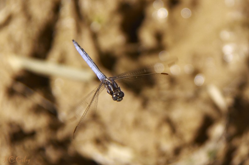 azul al vuelo