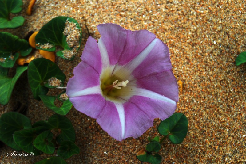 flor en la arena