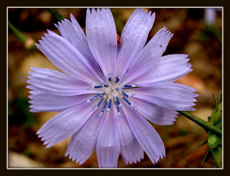 Flor silvestre