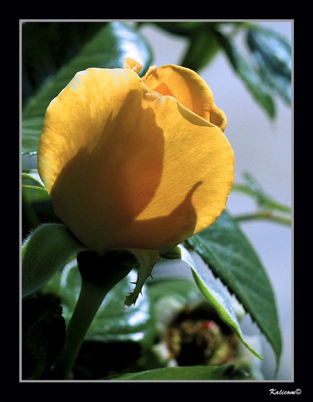 A LA SOMBRA DE UNA FLOR AMARILLA