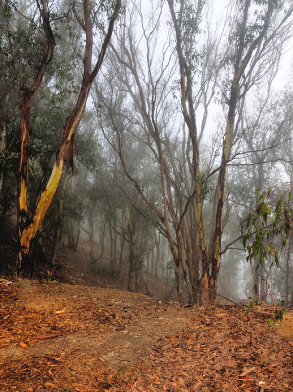 Niebla en el Norte de frica