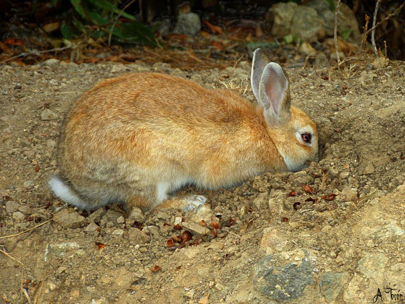 Conejo cavando