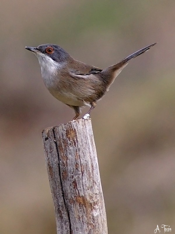 Cabecinegra