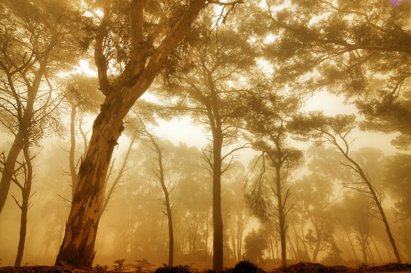 Niebla en frica