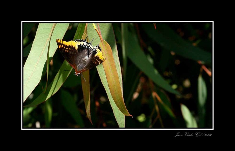 Mariposa del Madroo.Charaxes Jasius,tambien conocida como la Baj de dos colores.