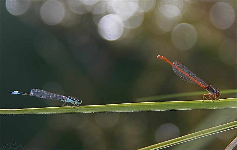 azul y rojo