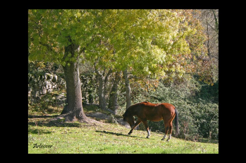 otoo con caballo