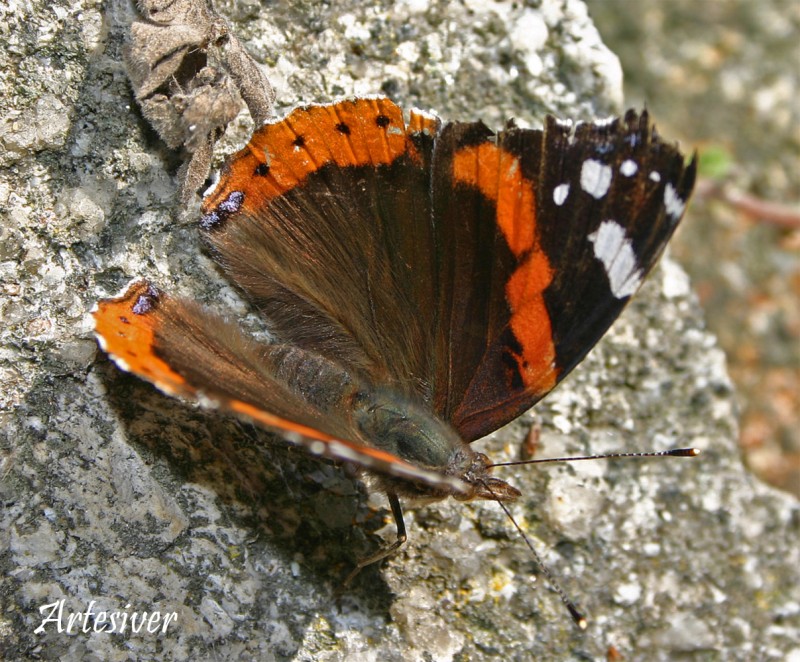 mariposa