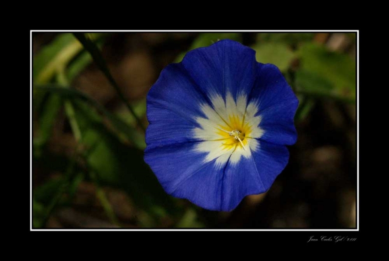 cAMPANILLA