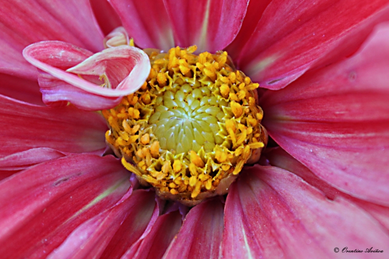 Rosa y amarillo