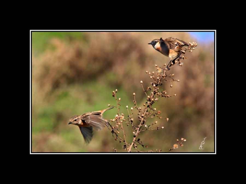 Levantando el vuelo