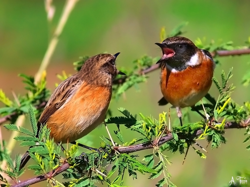 Pelea de tarabillas