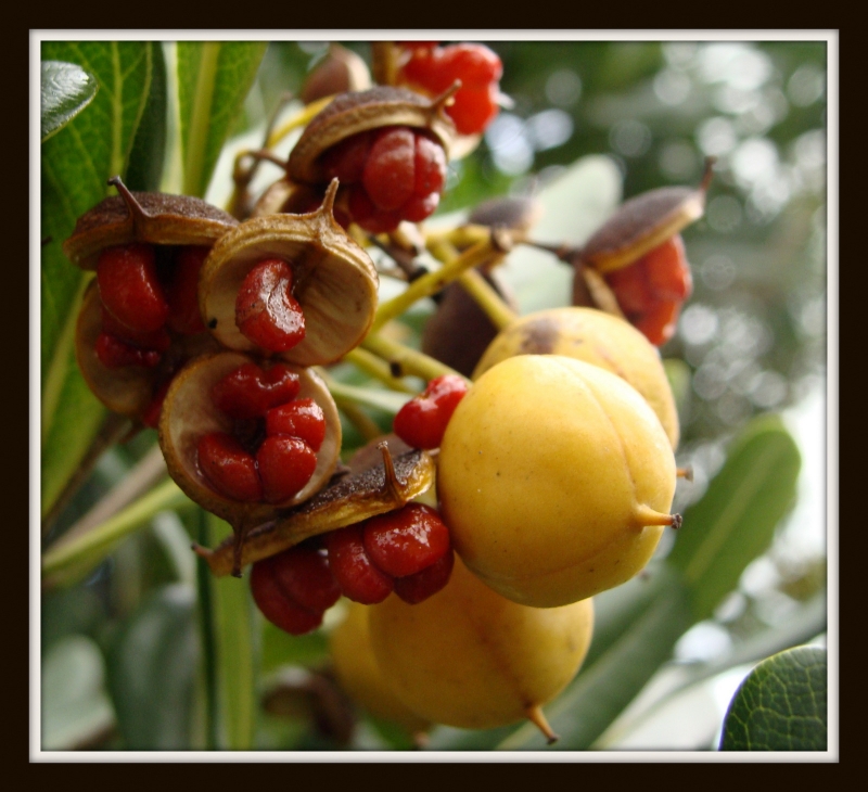 pequeos frutos rojos