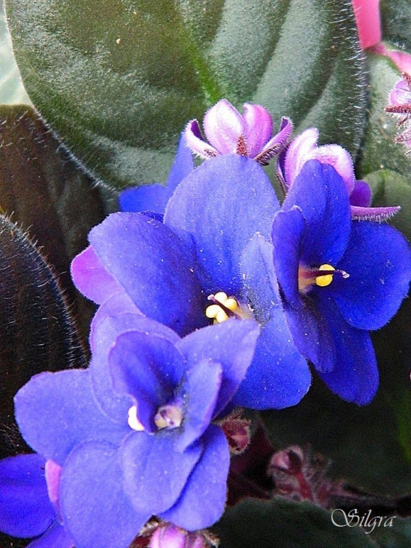 Violetas africanas