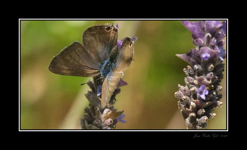 Mariposa