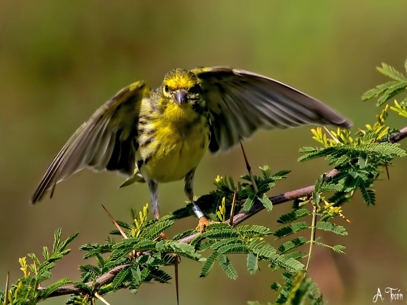 Las alas del Verdecillo