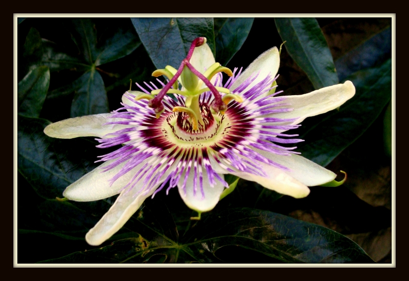 Flor de la pasion