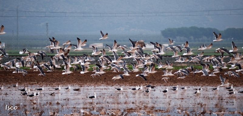 Gaviotas desbandadas