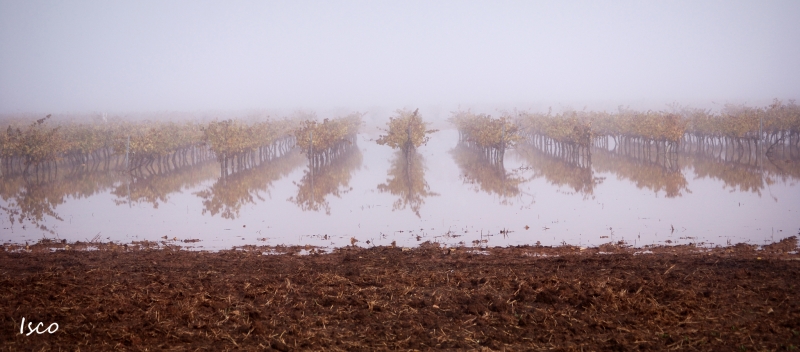 Viedo en la niebla