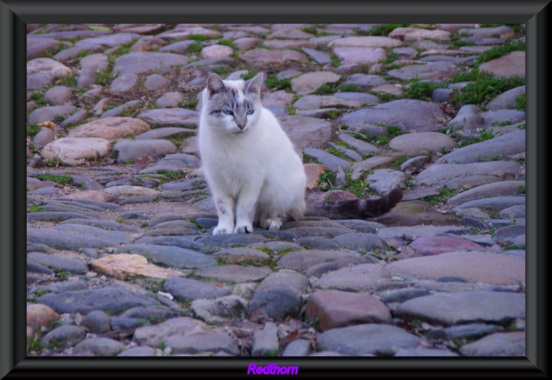 Gato resignado, en una calle empedrada de Granadilla