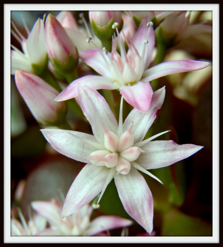 flores de invierno