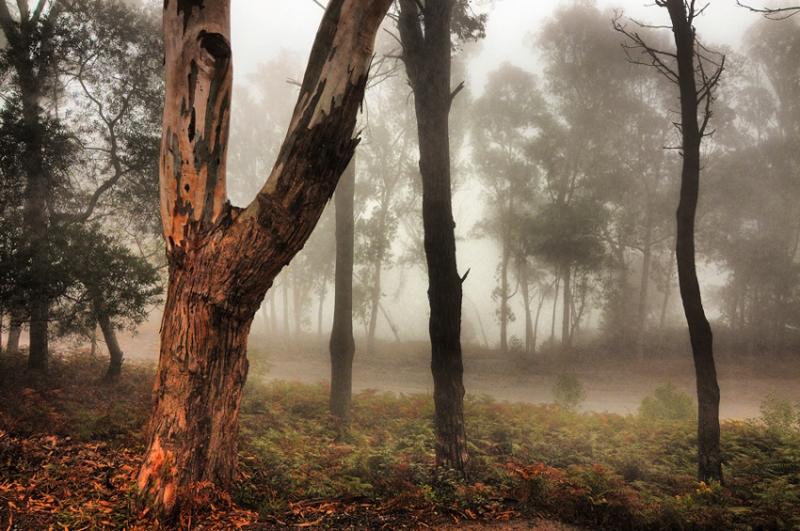 Potente Niebla